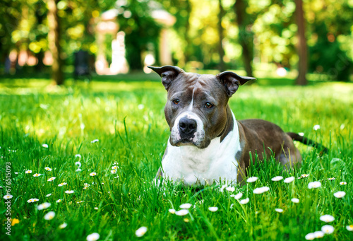 A dog of the American Staffordshire terrier breed lies in the green grass on the background of the park. She has an offended look and a beautiful body. Walking and training. The photo is blurred. photo