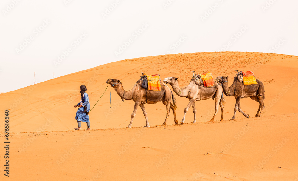 caravan with camels in the desert caravan with camels in the desert