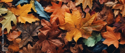 Autumn Leaves Composition