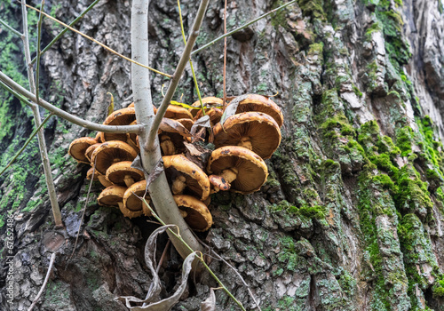 Mushrooms grow on the trunk of a large tree with green moss. Tree mushrooms in late autumn.