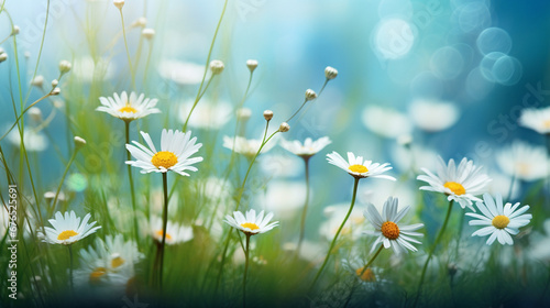 daisies in the meadow