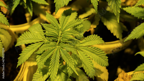 Cannabis Marihuana Leaf In Indoor grow seeds
