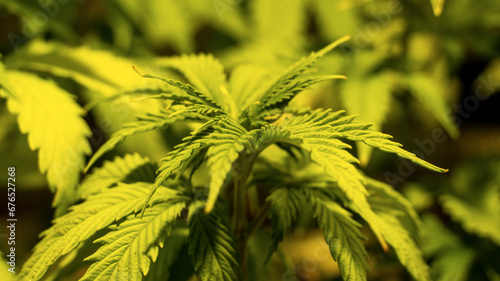 Cannabis Marihuana Leaf In Indoor grow seeds
