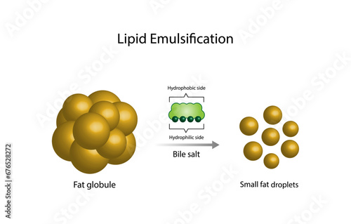Lipid emulsification, Fat Molecule, Lipid droplets, Lipid Digestion. Large fat globules are emulsified into small fat droplets. Bile salt. Gallbladder. Micelle formation. Vector Illustration.