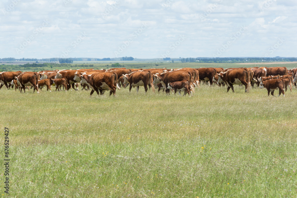 hereford cattle on pasture in the field
hereford cattle on pasture in the field