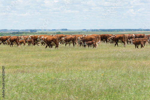 hereford cattle on pasture in the field
