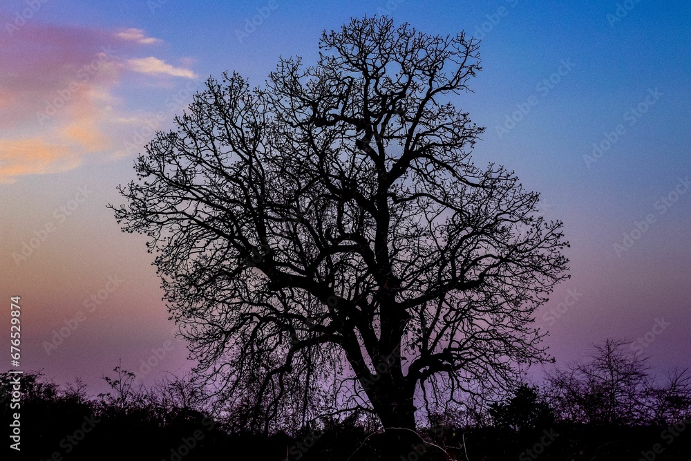 Big tree silhouette at sunset with a pink and blue sky in the background Big tree silhouette at sunset with a pink and blue sky in the background