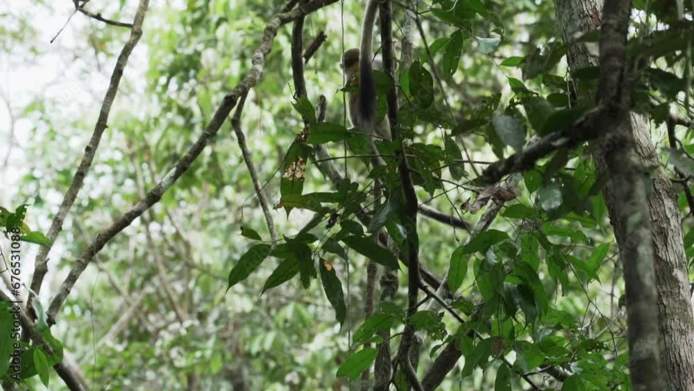 Cute little squirrel monkey jumping through the canopy of the tropical rainforest in the Cuyabeno wildlife reserve in the Amazon region of Ecuador. Cute little squirrel monkey jumping through the canopy of the tropical rainforest in the Cuyabeno wildlife reserve in the Amazon region of Ecuador.