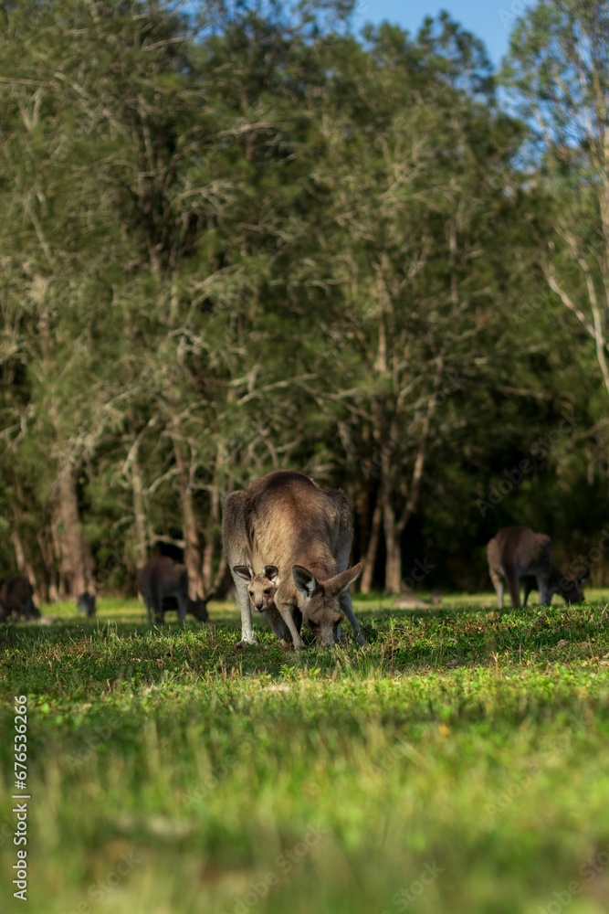 Vertical shot of Eastern grey kangaroos in the Coombabah Park, Gold Coast, Australia Vertical shot of Eastern grey kangaroos in the Coombabah Park, Gold Coast, Australia