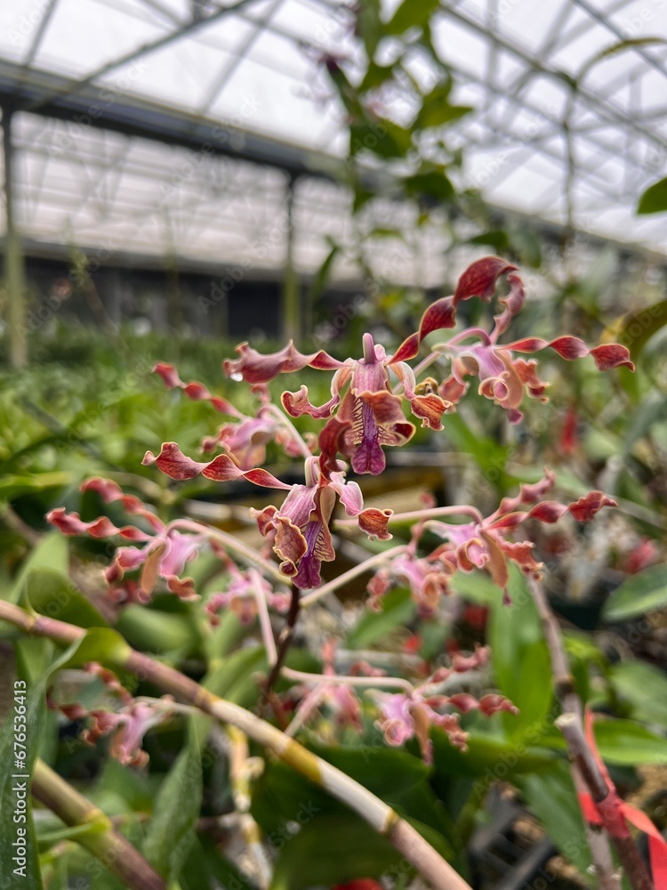 A beautiful rare orchid flower curls with hues of pink and red . A beautiful rare orchid flower curls with hues of pink and red .