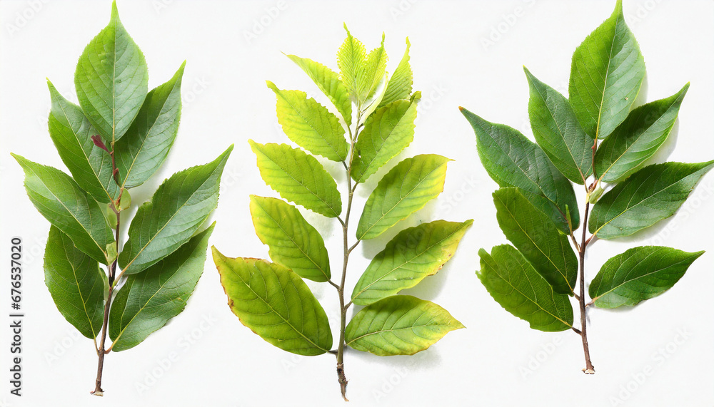 Naklejka premium isolated leaves on white background