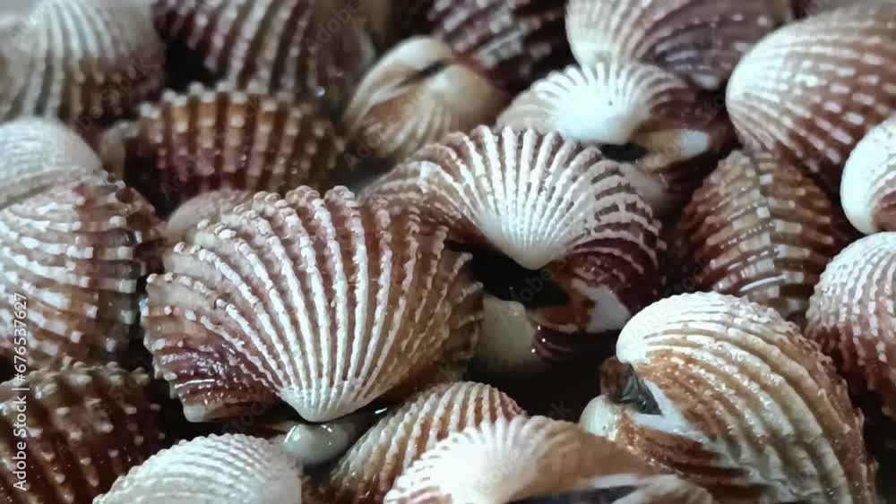 a plate of sea turtle shellfish ready to be served a plate of sea turtle shellfish ready to be served