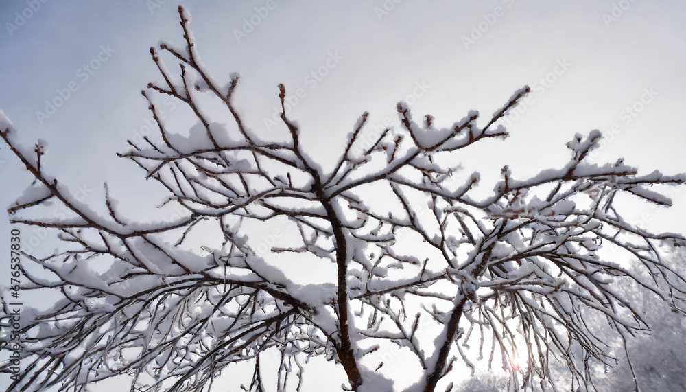 branches of a tree in winter isolated on white branches of a tree in winter isolated on white