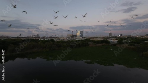 Aerial video of birds flying over the lake in the green park, Rishon Letzion, Israel photo