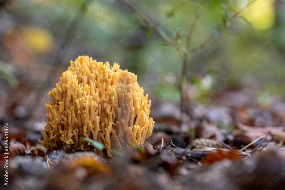 Yellow coral mushroom. Yellow coral mushroom.