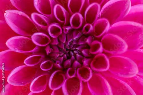 Fototapeta Naklejka Na Ścianę i Meble -  pink dahlia flower