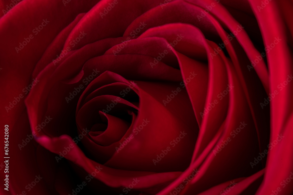 A beautiful red rose A beautiful red rose