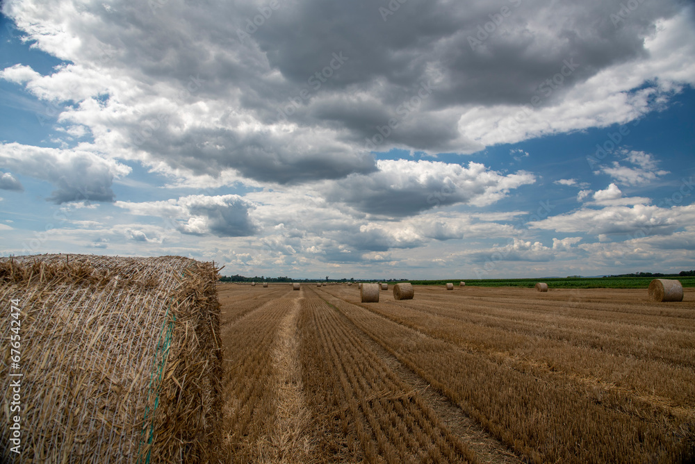 Fototapeta premium Straw rolls on the field