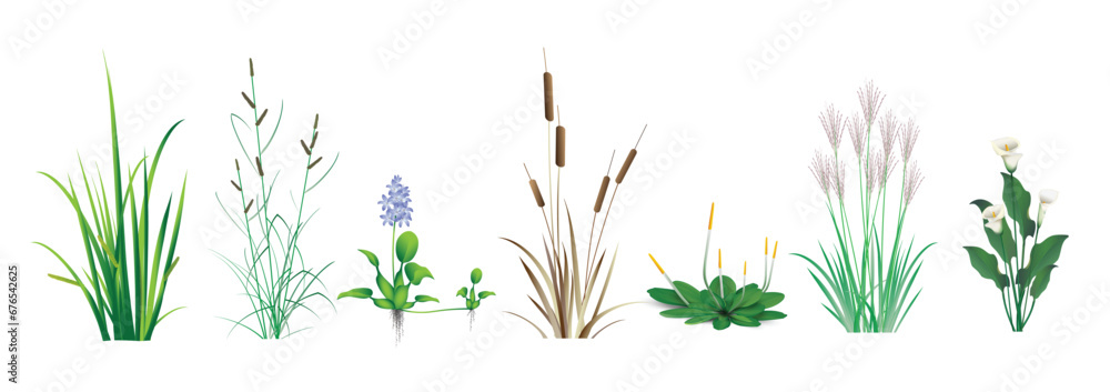 Cattail (reeds, cane), Calamus, Sedge, Miscanthus, water Hyacinth ...