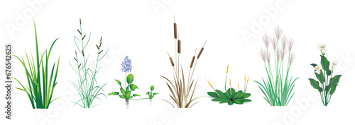 Cattail (reeds, cane), Calamus, Sedge, Miscanthus, water Hyacinth, Orontium, Calla lily (Ethiopian). Tropical coastal grass and floating marsh (pond) plants. A color set drawings on a white background © steadb