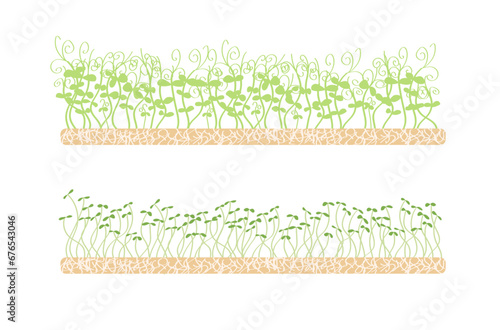 Fresh young microgreens on a linen mat. Various sprouted grains beets, radishes, broccoli, amaranth, peas, corn, alfalfa, watercress, shungiku, red cabbage and young leaves, healthy food hand drawn