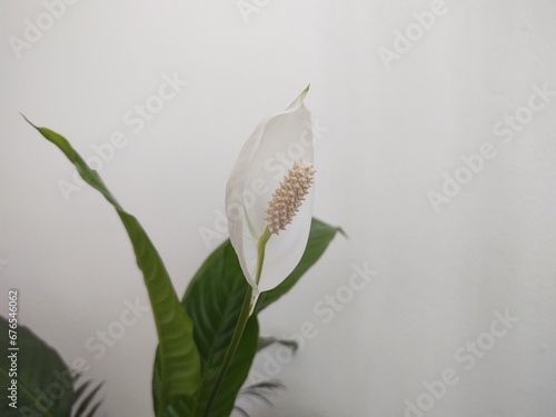 Photography White calla flower against wall