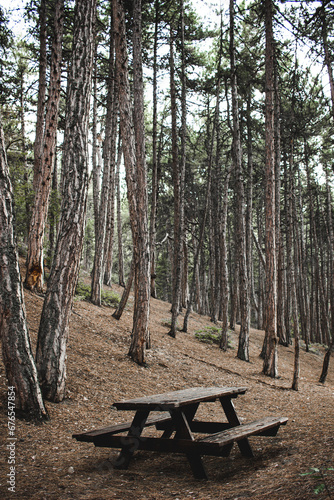 picnic table at the forest