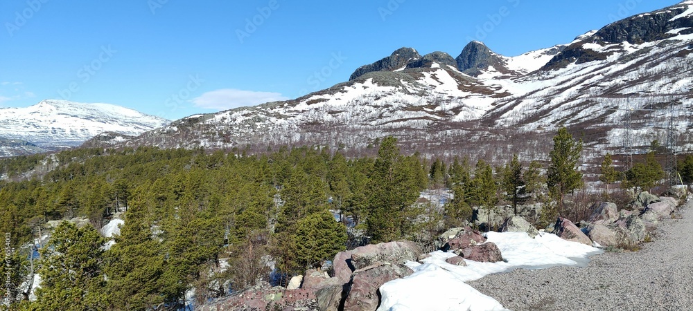 Panormaic shot of a snow-capped mountain slope with fir trees