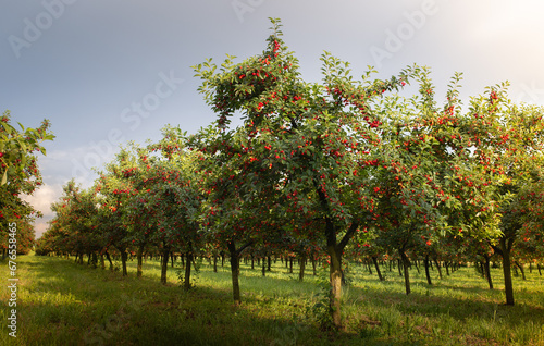 Ripe sour cherry trees orchard fields