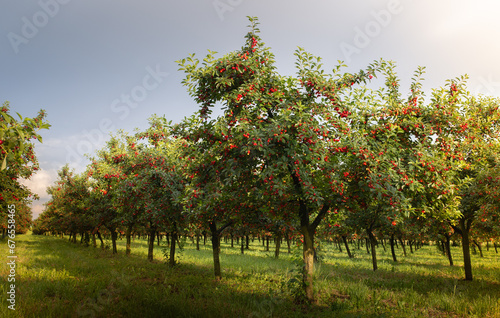 Ripe sour cherry trees orchard fields © Dusan Kostic