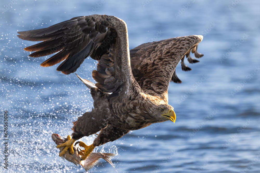 White-tailed eagle hunting for fish in the waters of the Szczecin Lagoon. Poland. - obrazy, fototapety, plakaty 