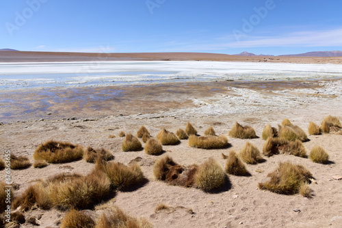 Bolivia, Laguna Kollpa in Avaroa National Park. A salt alkaline lake where flamingos feed. Paja Brawa grasses on the shore of the lagoon. photo