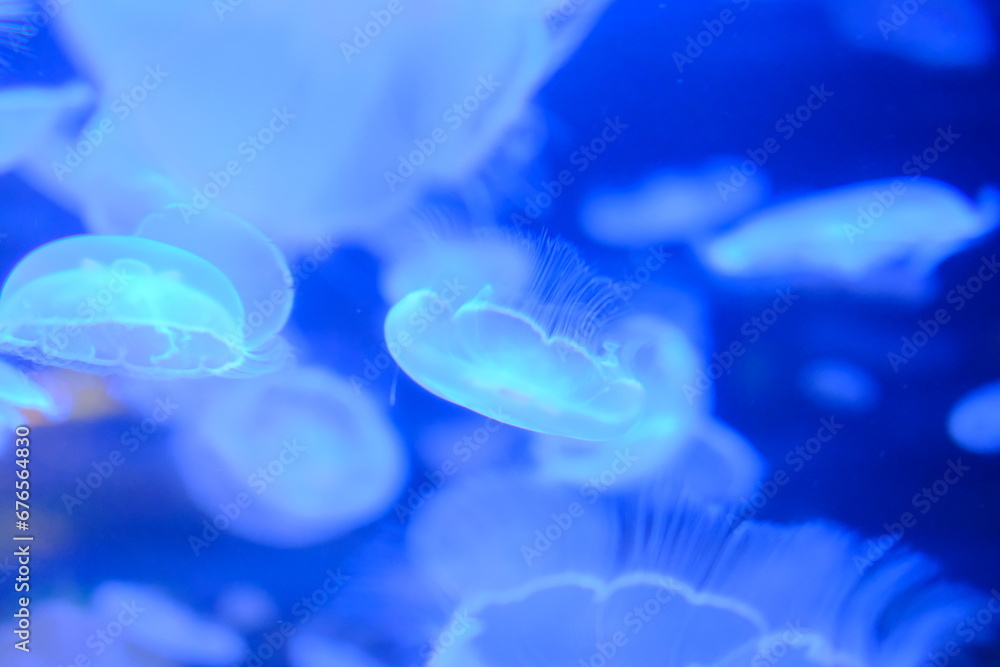 Jellyfished Jellyfished