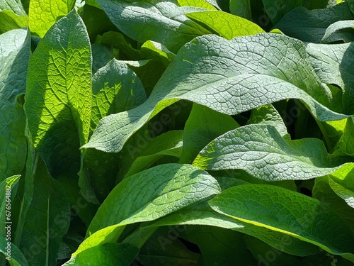 Comfrey plant green leaves. photo