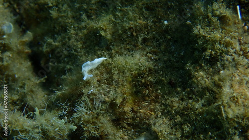 Sea slug Timid elysia (Elysia timida) undersea, Aegean Sea, Greece, Halkidiki photo