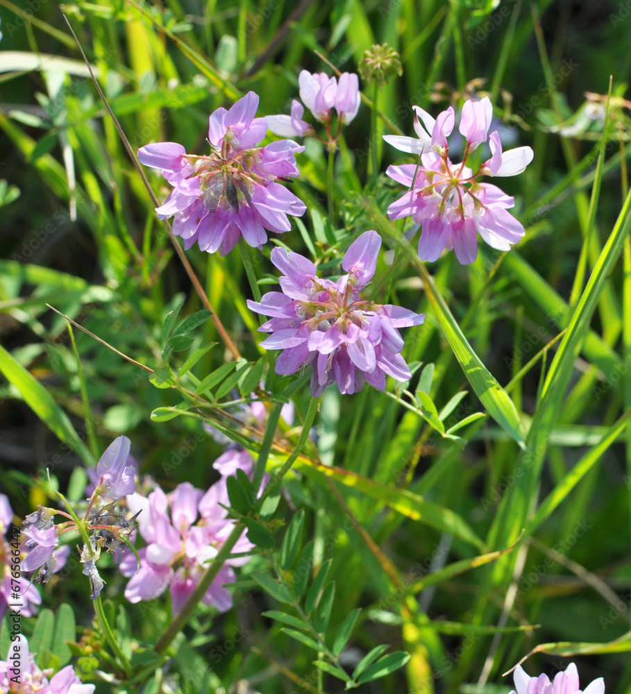 In nature, Securigera varia grows in herbs In nature, Securigera varia grows in herbs