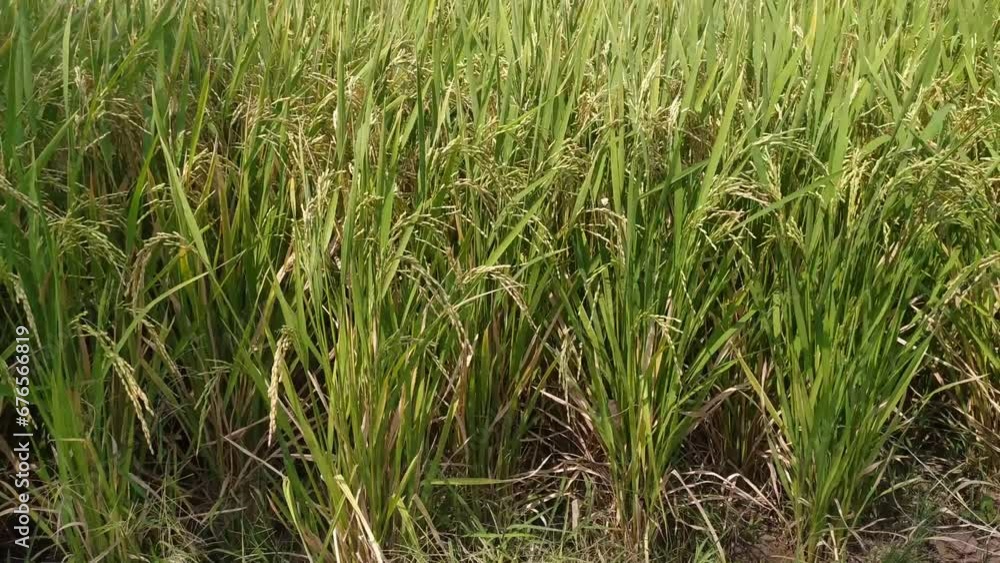 paddy rice field grass in the water farm field paddy rice field grass in the water farm field