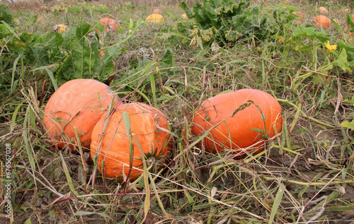 Pumpkins ripened in the field