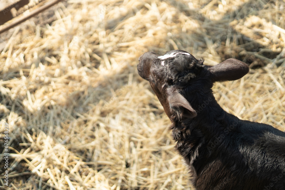 a black calf with a white spot on its forehead in a pen with straw. a black calf with a white spot on its forehead in a pen with straw.