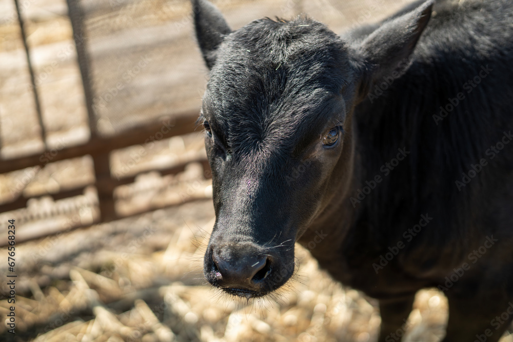 black calf in a pen with straw. black calf in a pen with straw.