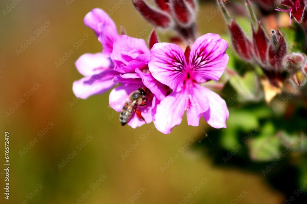 Honey bee gathering nectar from hooded-leaf pelargonium flower in the garden in bright sunlight