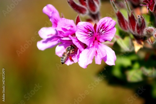 Honey bee gathering nectar from hooded-leaf pelargonium flower in the garden in bright sunlight