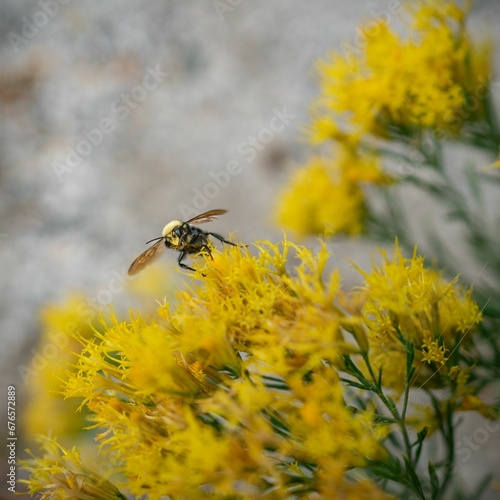 Macro shot of a Western Bumble Bee pollinating yellow flowers © Wirestock