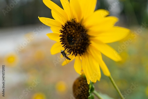 Closeup of a bright yellow sunflower with a small bee on the bud