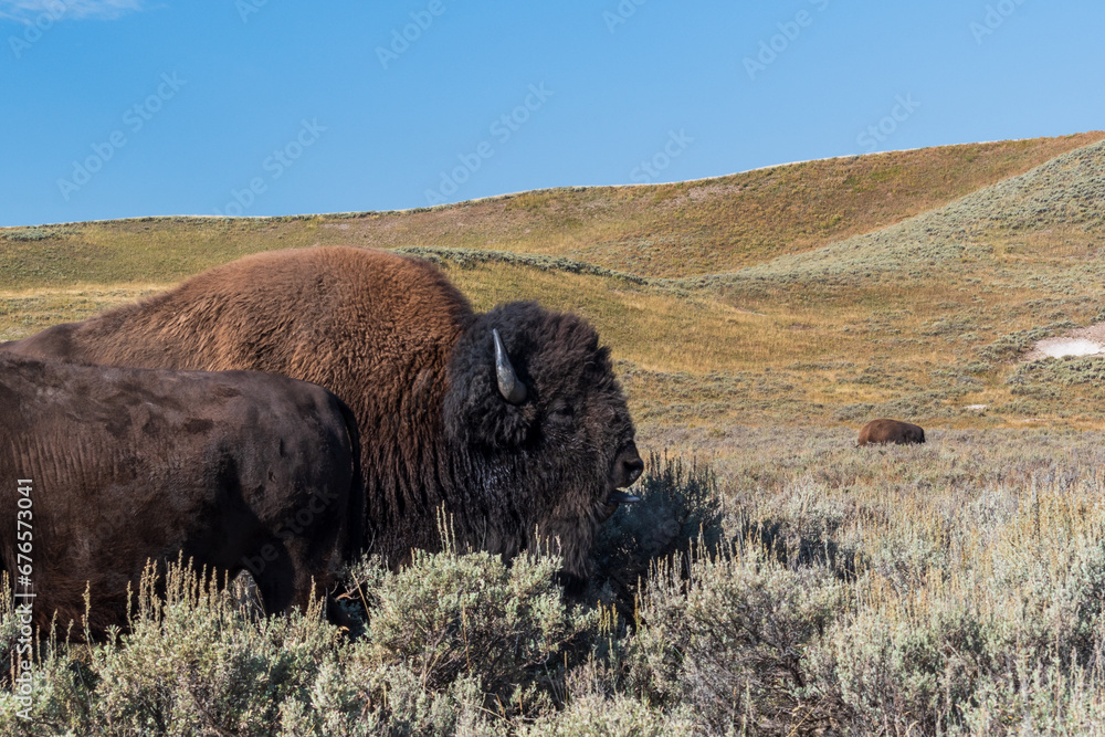 Bison wallow in dirt in Yellowstone National Park