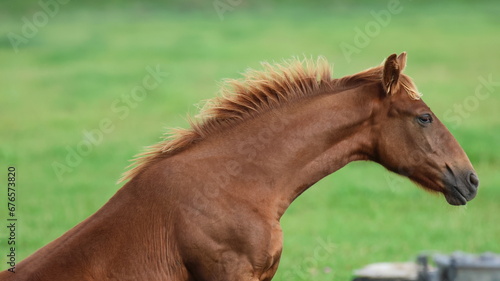 poulain selle francais