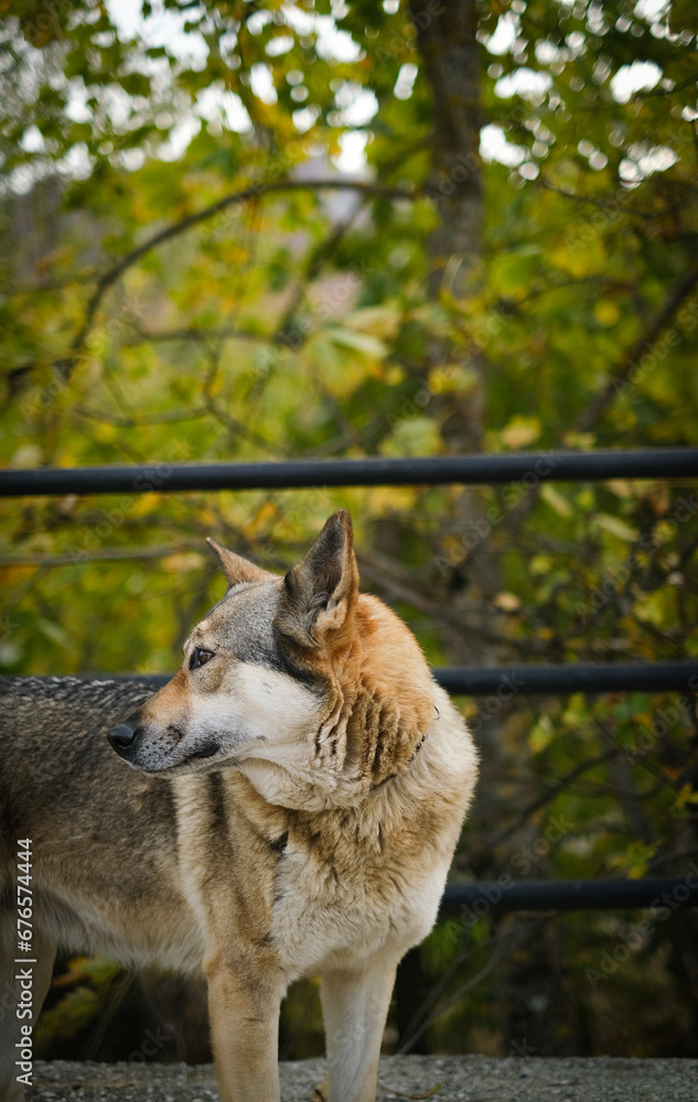 Curious wolfdog looking at the woods in Abruzzo, Italy, in the autumn.