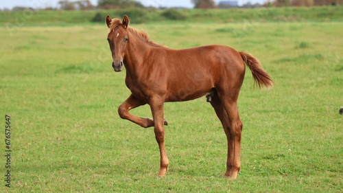 poulain selle francais