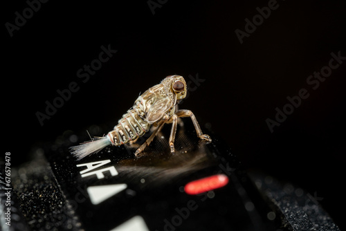 Nymphe einer echten Käferzikade (Issus coleoptratus) sitzt auf einem Makro-Objektiv