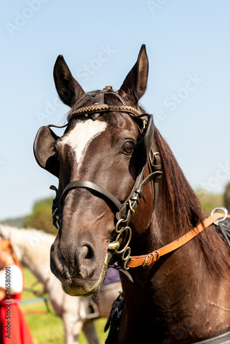 Portrait of the Chestnut horse in bridle.